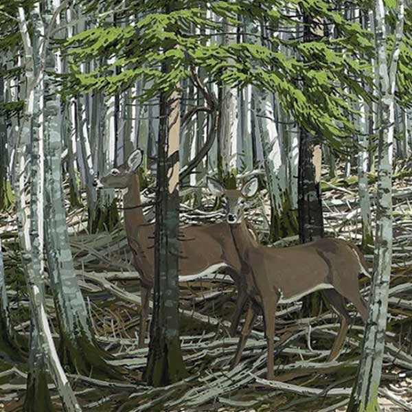 two deer among coniferous trees