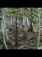 two deer among coniferous trees