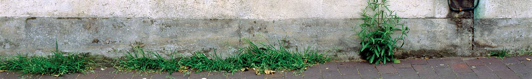 Grass along the side of a bricked sidewalk.