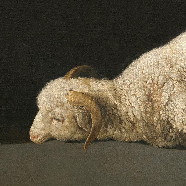 Sheep bound on a slaughterblock