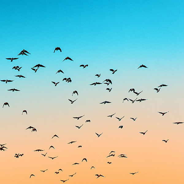 flock of birds in a an orange and blue sky