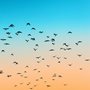 flock of birds in a an orange and blue sky
