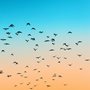 flock of birds in a an orange and blue sky