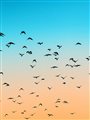 flock of birds in a an orange and blue sky