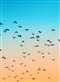 flock of birds in a an orange and blue sky
