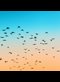flock of birds in a an orange and blue sky