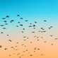 flock of birds in a an orange and blue sky