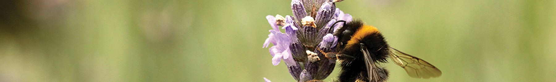 A bumblebee in a purple flower