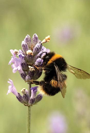 A bumblebee in a purple flower