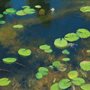 lily pads on a pond