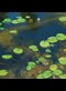 lily pads on a pond