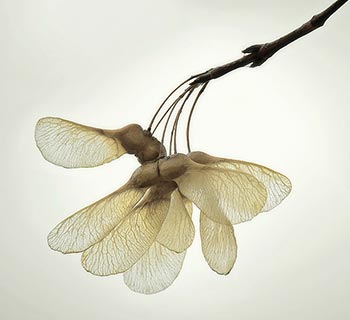 maple seeds