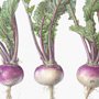 illustration of turnips
