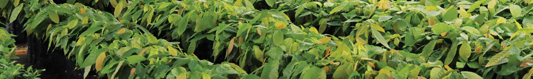 rows of cacao plants