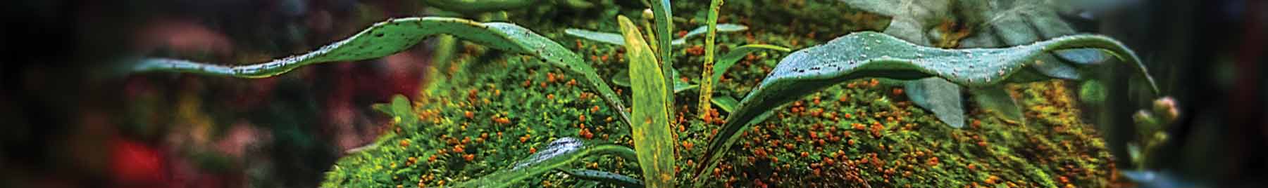 photograph of a green plant growing on moss