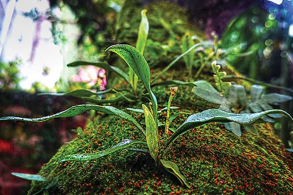 photograph of a green plant growing on moss