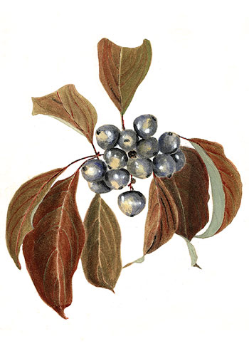 watercolor painting of berries by Doris