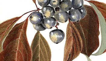 detail of watercolor painting of Berries by Doris