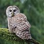 A barred owl on a mossy branch