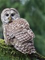 A barred owl on a mossy branch