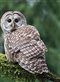 A barred owl on a mossy branch