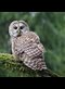 A barred owl on a mossy branch