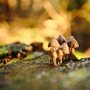 Tiny white mushrooms in green moss