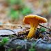 Chanterelle mushroom