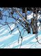 painting of brambles in the snow