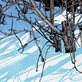 painting of brambles in the snow