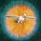 painting of a dove