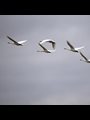 Tundra swans flying against a gray sky