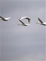 Tundra swans flying against a gray sky