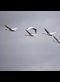 Tundra swans flying against a gray sky
