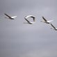 Tundra swans flying against a gray sky