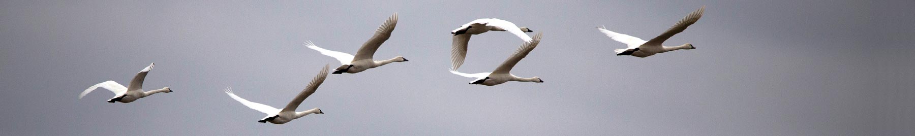 Tundra swans flying against a gray sky