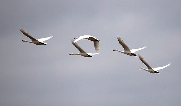 Tundra swans flying against a gray sky