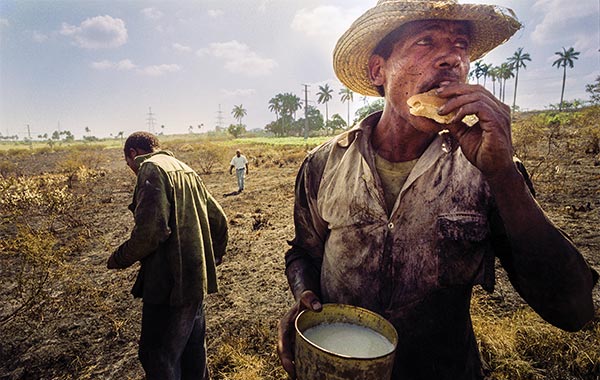 a man eating bread in a field surrounded by palm trees: André Chung, Cane Cutter, Havana, Cuba