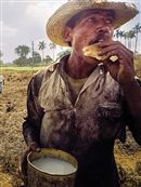 a man eating bread in a field surrounded by palm trees: André Chung, Cane Cutter, Havana, Cuba