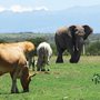 An elephant grazes among the cows in Kenya