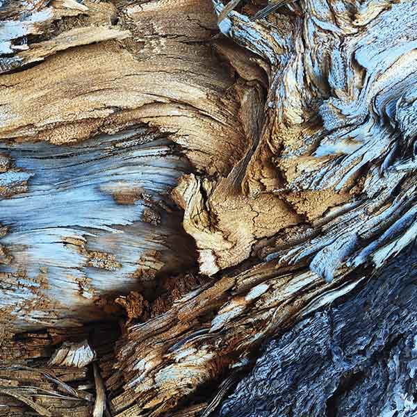 brown and blueish dead wood