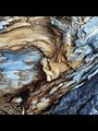 brown and blueish dead wood