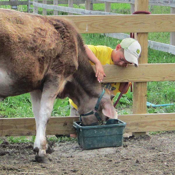 a boy in a yellow shirt and baseball cap petting a brown calf