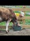a boy in a yellow shirt and baseball cap petting a brown calf