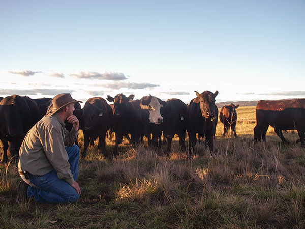 a man among a herd of cattle