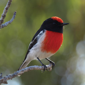 a red-capped robin on a twig