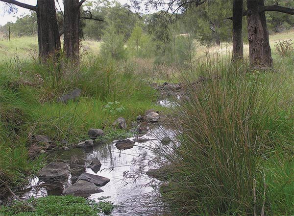 reeds growing by a small stream