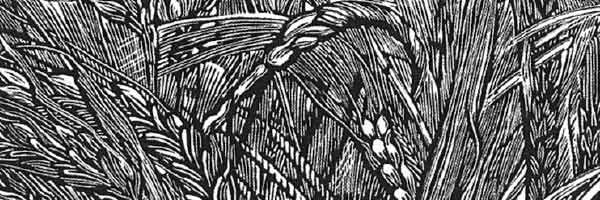 Ángel Bracho, The Wheat Ear, detail