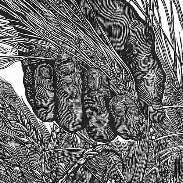 Ángel Bracho, The Wheat Ear