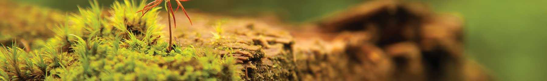 Bright green moss on a rock